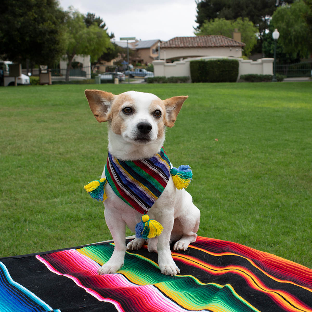 A cute Chihuahua proudly wears an artisanal bandana, while sitting on a Mexican handmade blanket