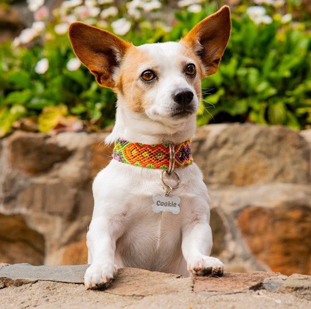 A cute pup adds a touch of Mexican charm to its look with a handwoven collar, showcasing style and comfort effortlessly.