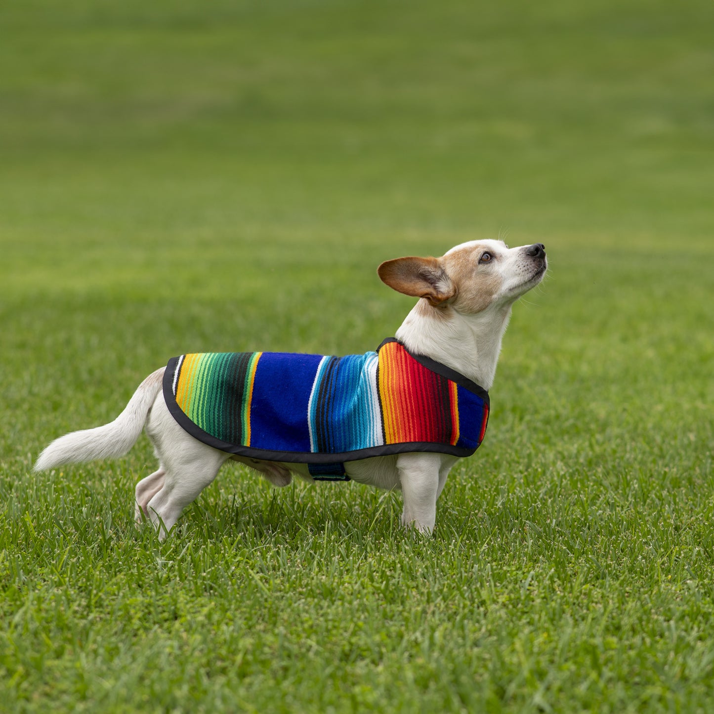 Traditional Mexican Ponchos