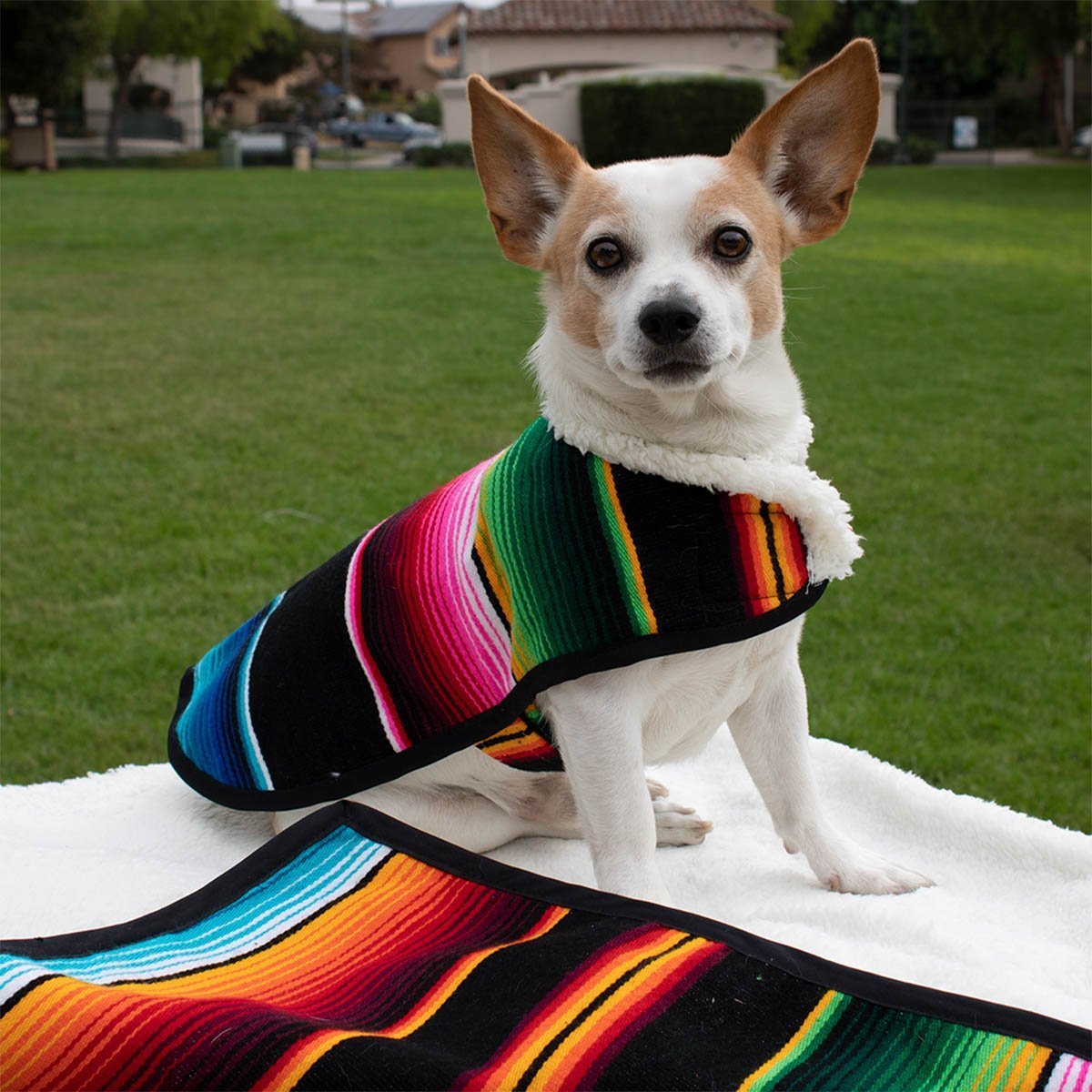 A charming Chihuahua shines in a Mexican handmade poncho, blending tradition with cuteness for an irresistible fashion statement!