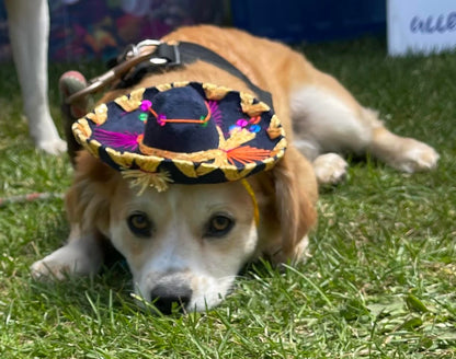 Mariachi Hat for pets