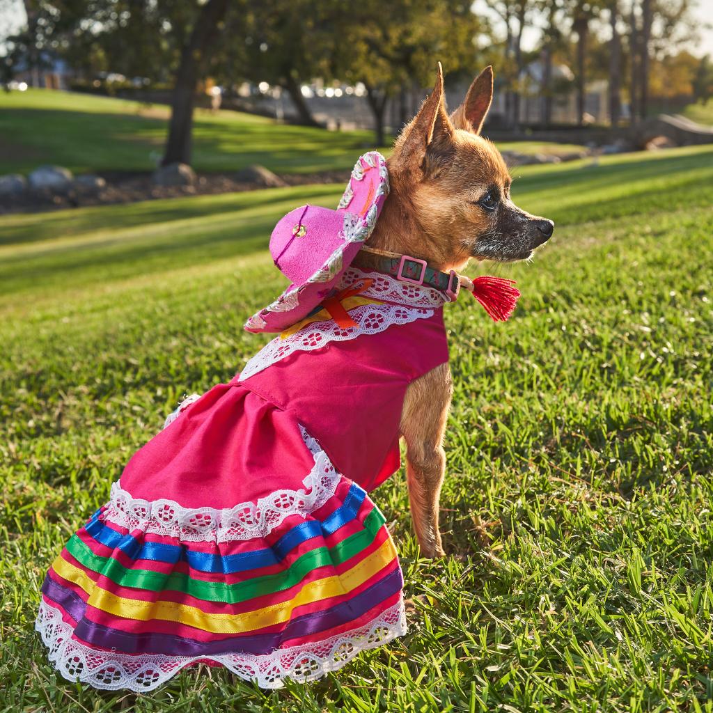 Charming dog in a Tapatio Dress, ready to spice up any occasion!
