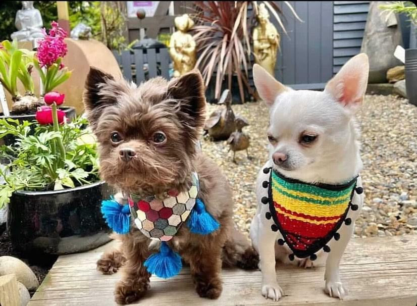 Two adorable pups strike a pose, showcasing their personality and style with matching Mexican artisanal bandanas, adding a touch of fiesta flair to their charm.