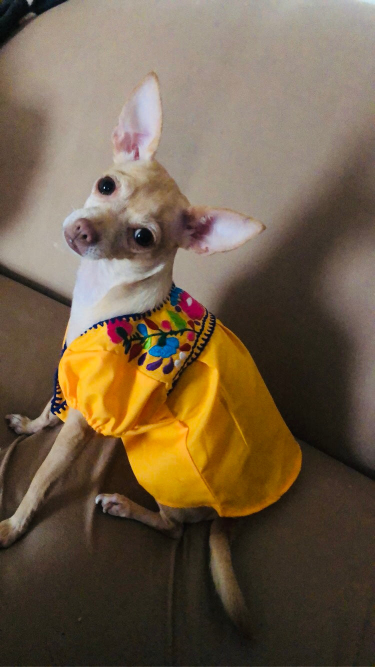 A petite Chihuahua pup struts confidently in an embroidered yellow blouse, radiating charm and style with every step!