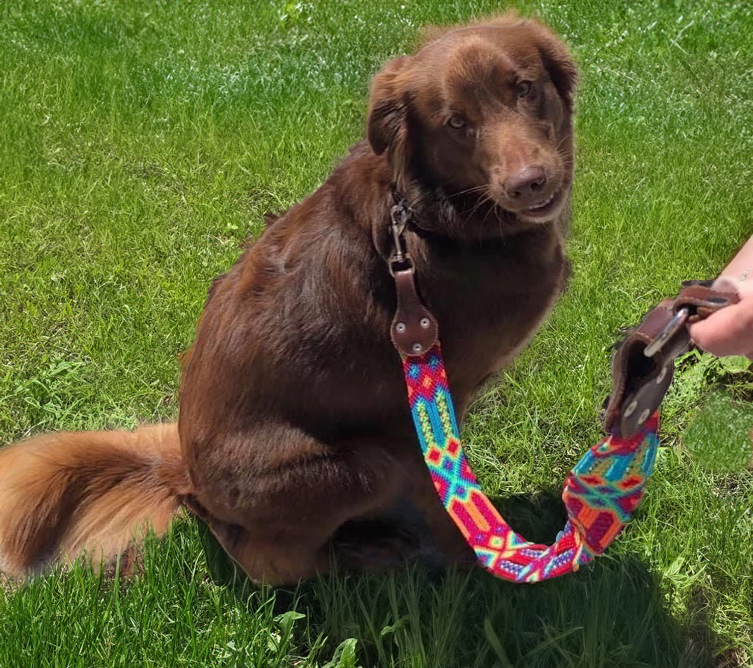  Happy pup rocking a Mexican artisanal leash with all the flair and colors of a fiesta!