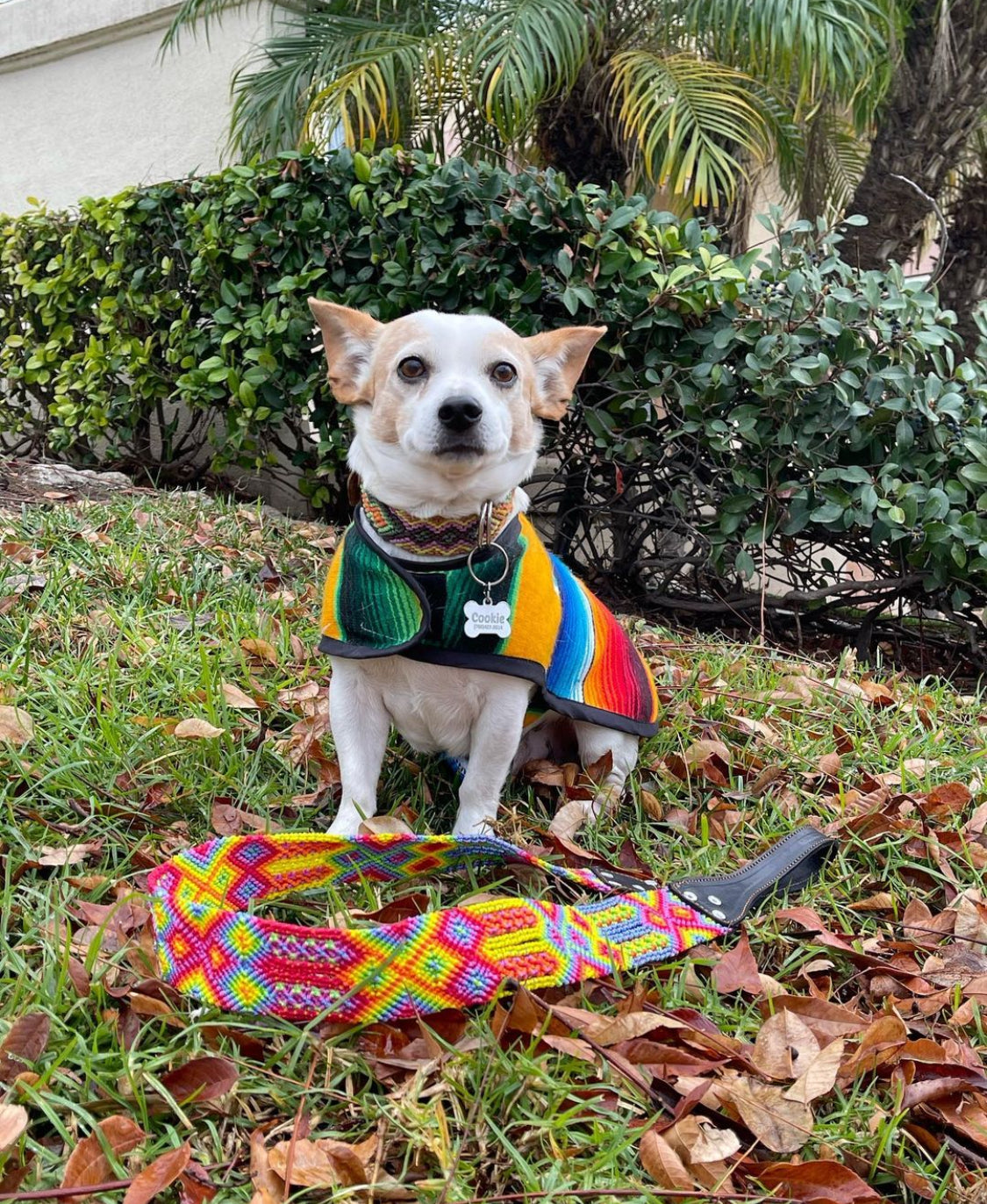 Cute dog wearing a Mexican artisanal collar and colorful poncho
