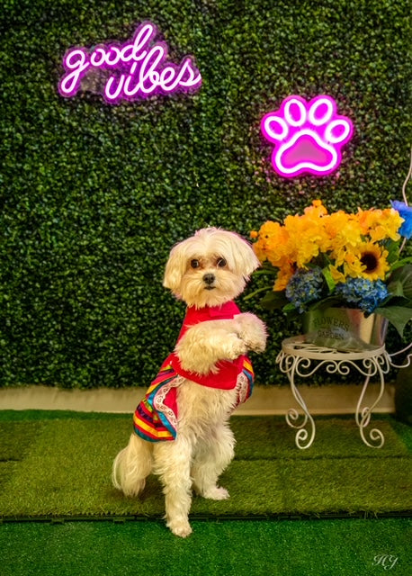 A dog confidently struts in a traditional Tapatio dress, embracing Mexican culture with style and grace.