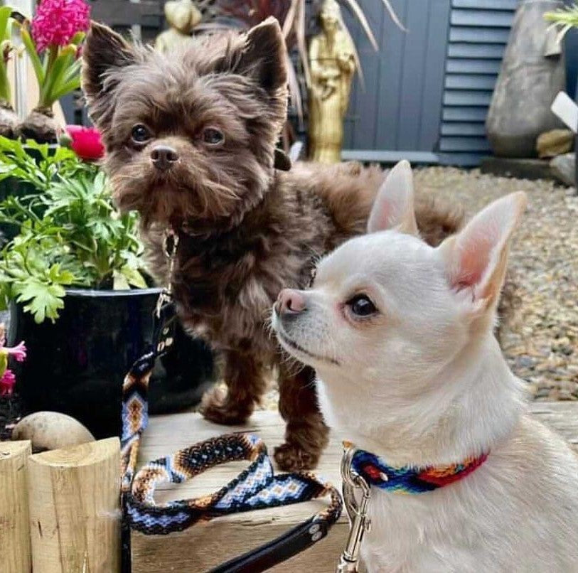 Two playful pups showcase their style in matching handwoven collars and leashes, a perfect blend of fashion and functionality for their adventures together.