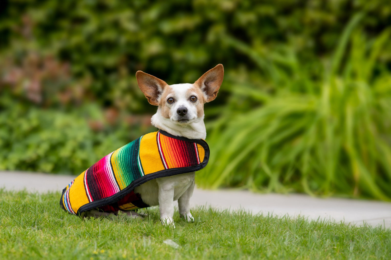 A charming Chihuahua shines in a Mexican handmade poncho, blending tradition with cuteness for an irresistible fashion statement!