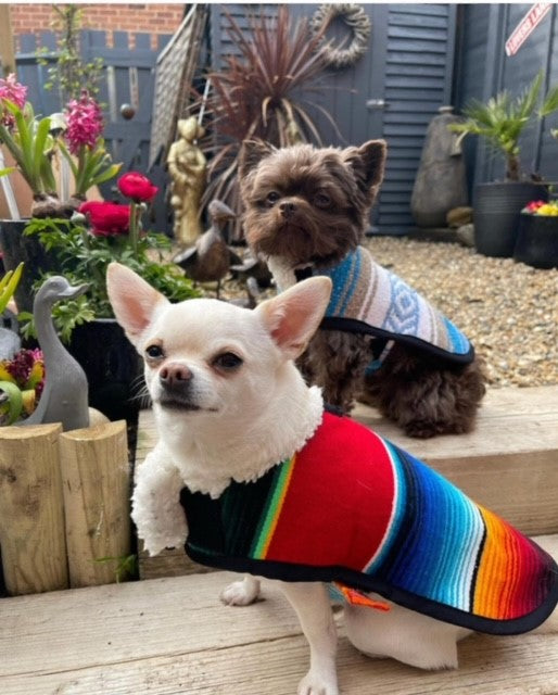 A Chihuahua exudes charm in a Mexican poncho, embracing cultural flair with every adorable stride.