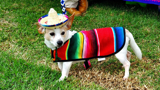 Adorable dog wearing a traditional charro hat, adding a touch of Mexican flair to their look.