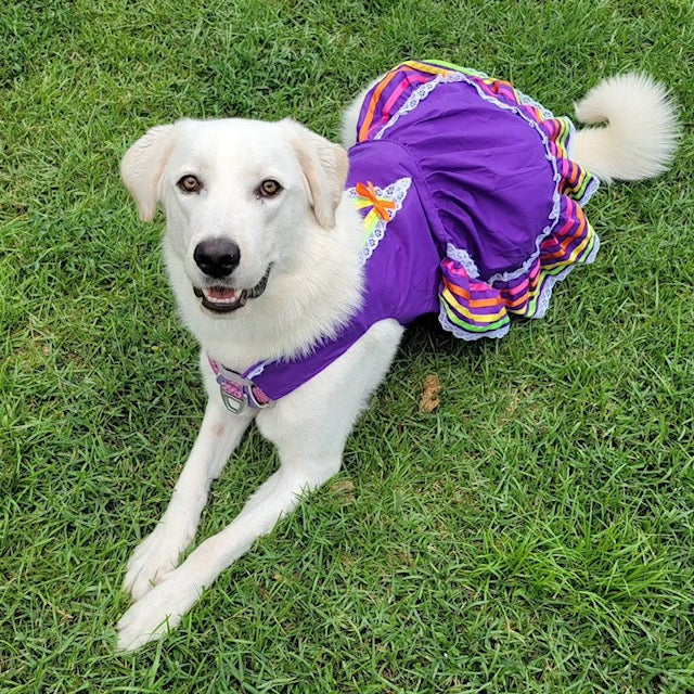 A white pup dazzles in a vibrant purple Tapatio dress, exuding grace and charm with a dash of fiesta flair!
