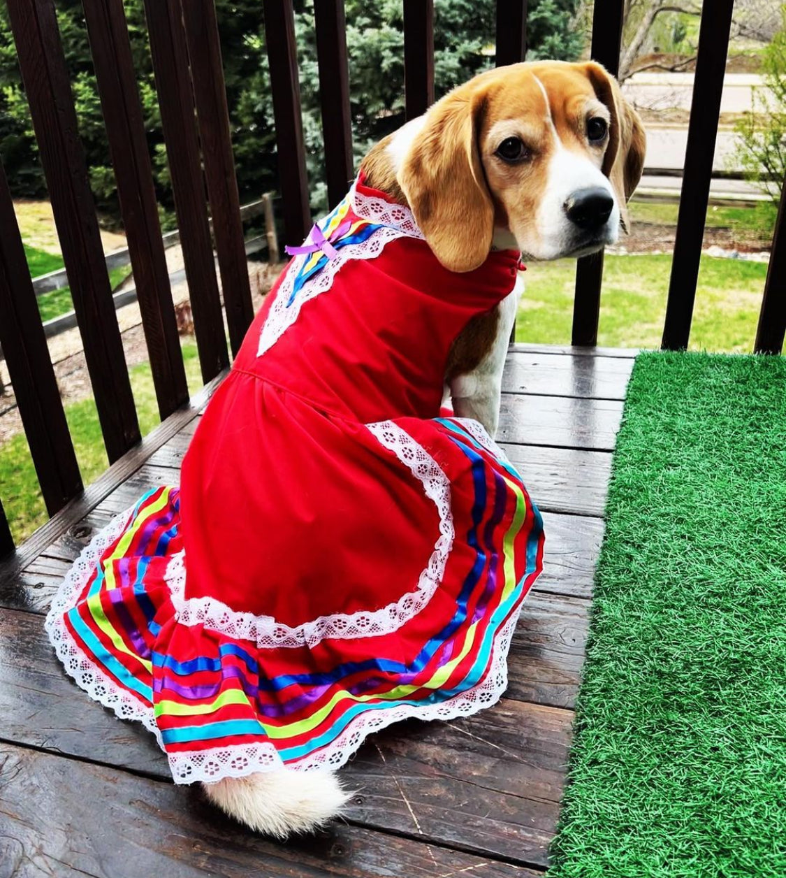 A delightful Beagle pup shines in a traditional Tapatio red dress for pets, embodying elegance and flair with every wag of the tail!