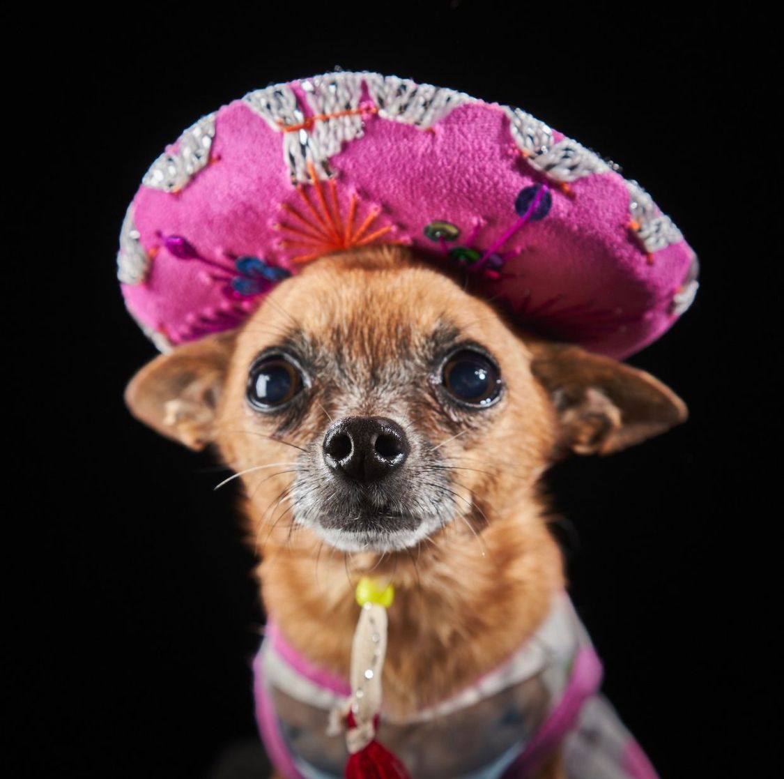 Mariachi Hat for pets