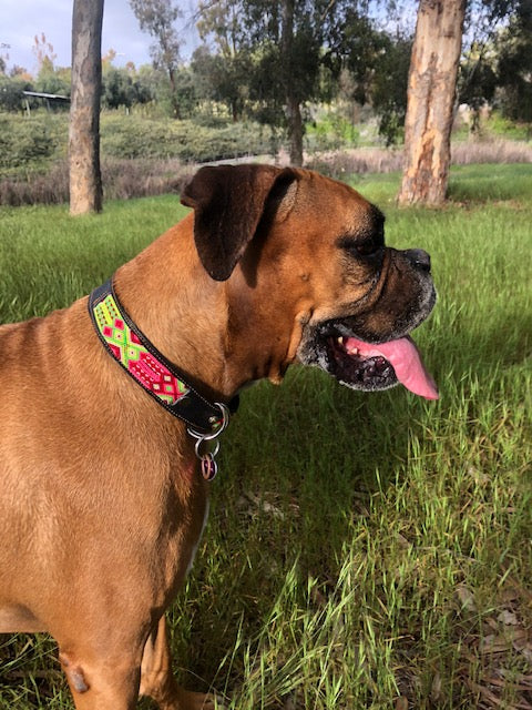 A dog flaunts a vibrant, colorful collar, handmade by mexican artisans