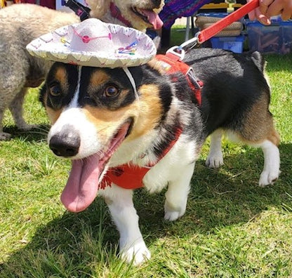 Mariachi Hat for pets